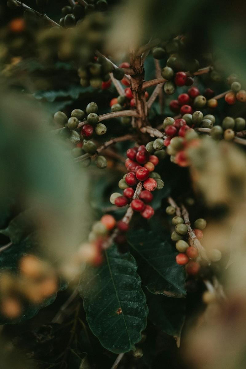 Elevate Your Sundays with Exceptional Coffee Experiences in the Netherlands