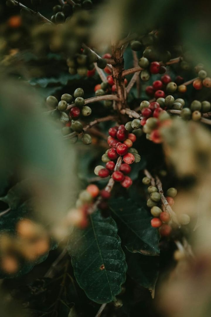 Elevate Your Sundays with Exceptional Coffee Experiences in the Netherlands